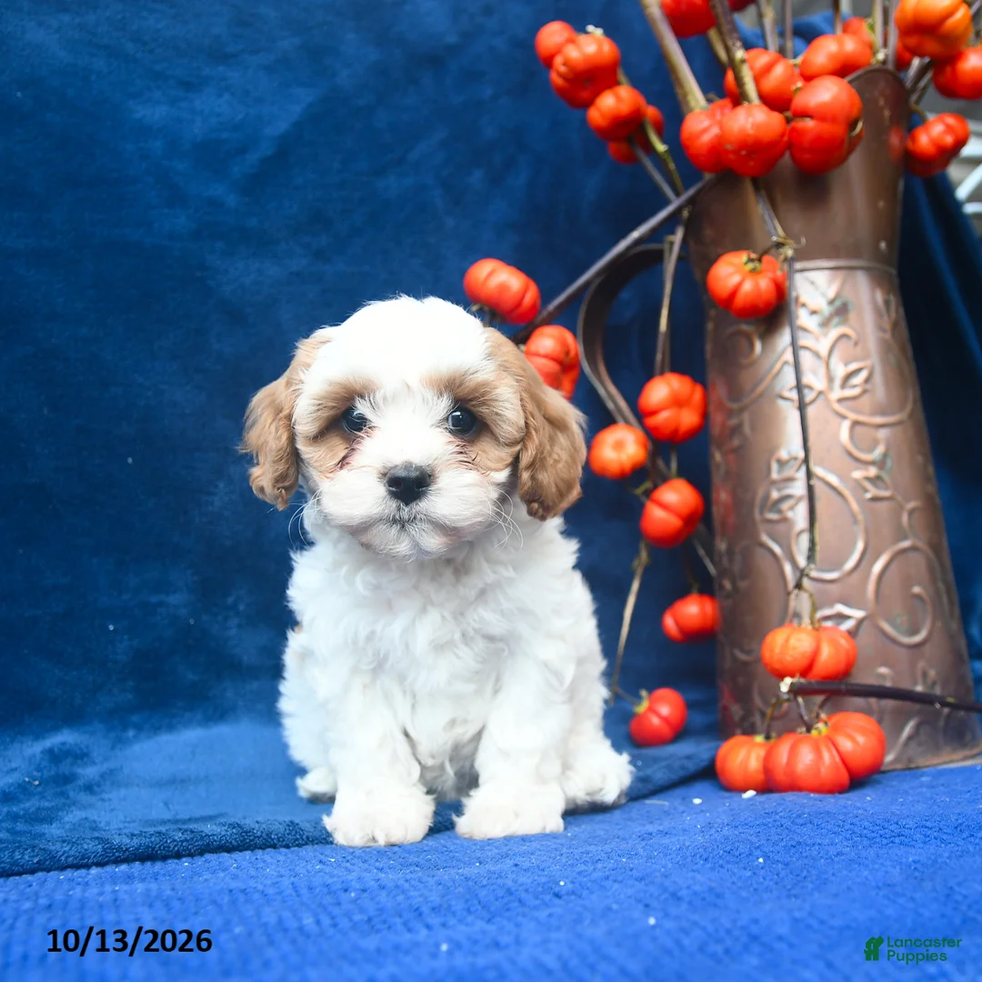 Cavapoo dogs for sale: Jazellele - Ad 1