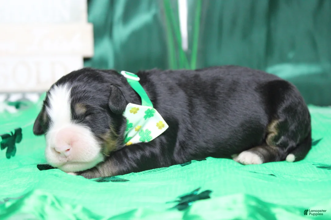 Bernese Mountain Dog dogs for sale: Riley  - Ad 7