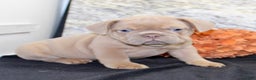 French Bulldog dogs for sale: Dallas - Ad 4