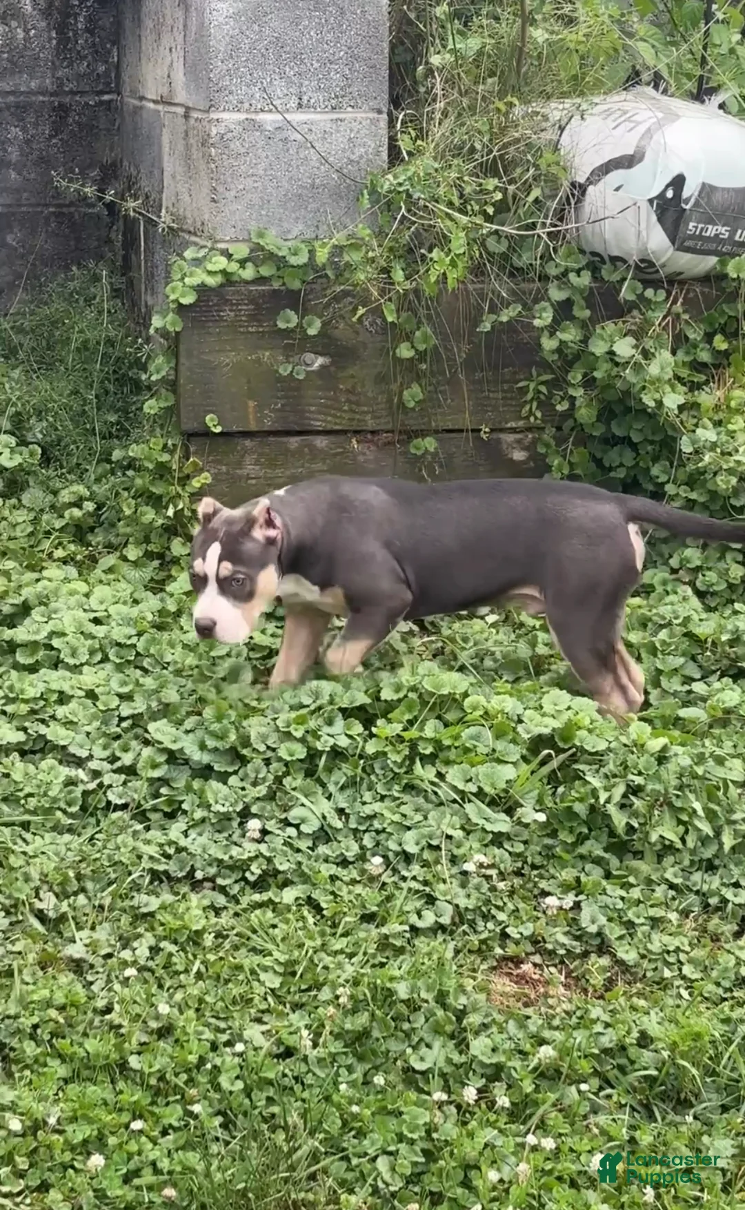 American Bully dogs for sale: American Bully 7 - Ad 2