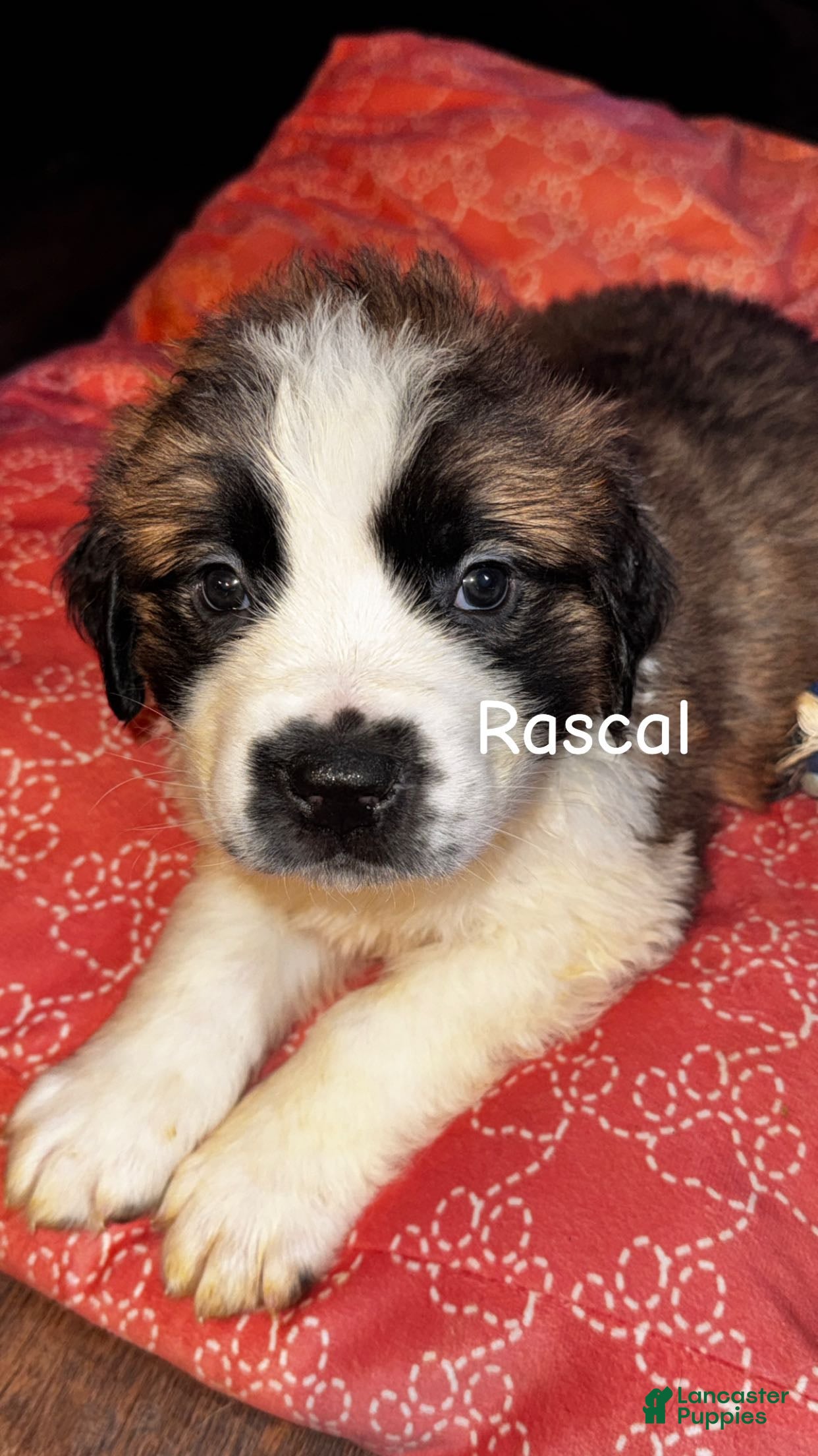 Saint Bernard dogs Rascal  - Ad 2