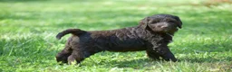 Portuguese Water Dog dogs for sale: Megan - Ad 13