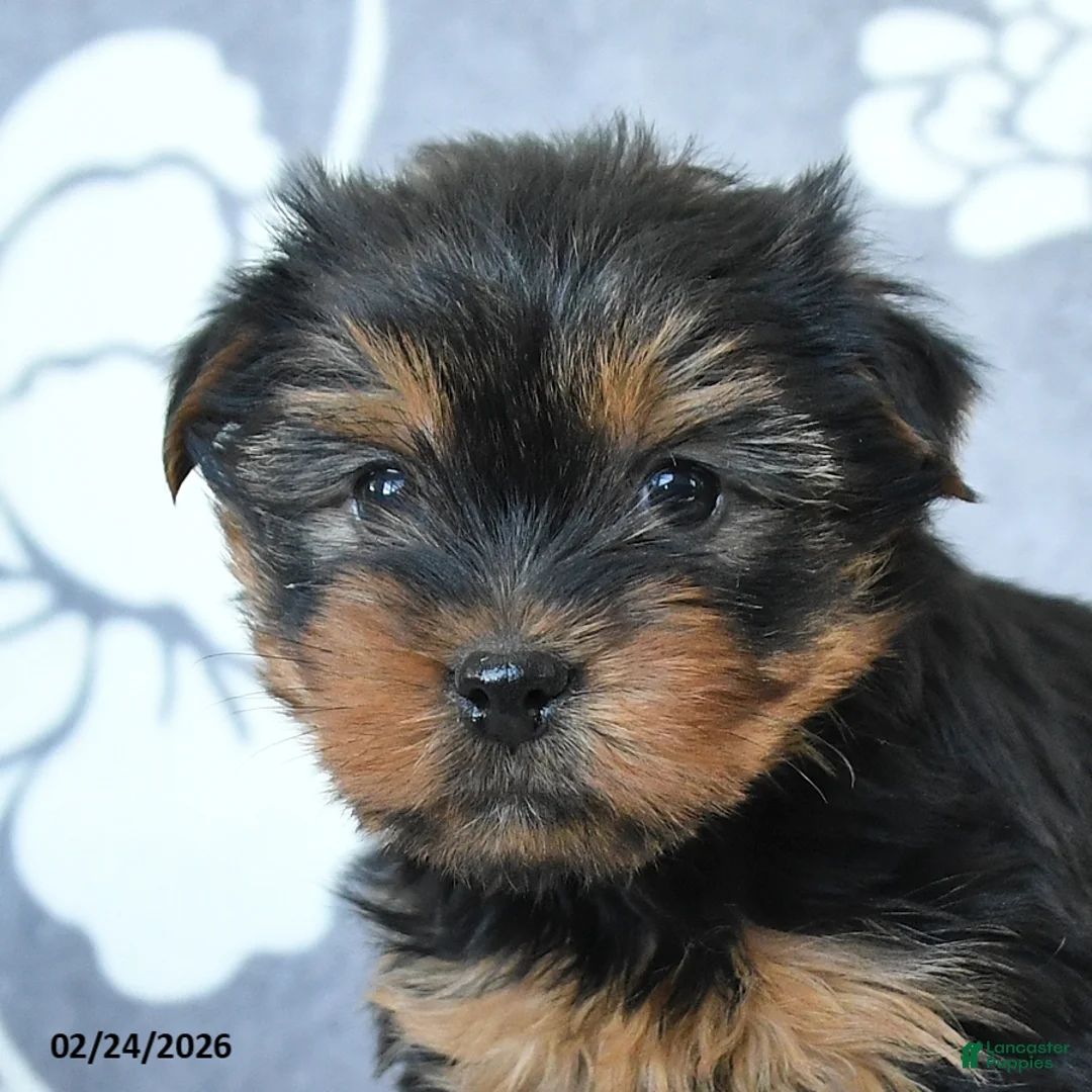 Yorkshire Terrier dogs for sale: Duke - Ad 3
