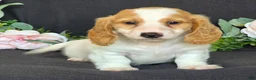 Miniature Dachshund dogs for sale: Dawson - Ad 4