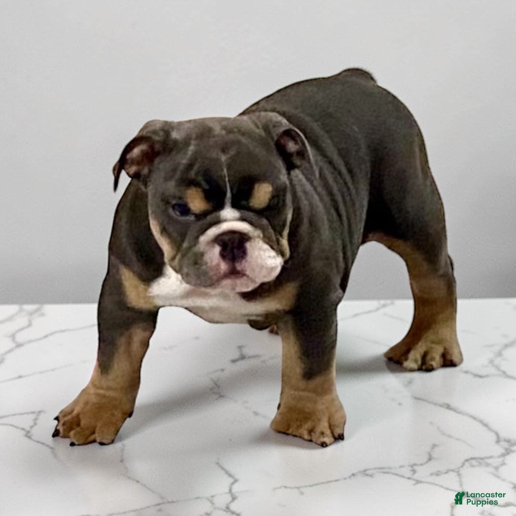 English Bulldog dogs Blue Beauty - Ad 2