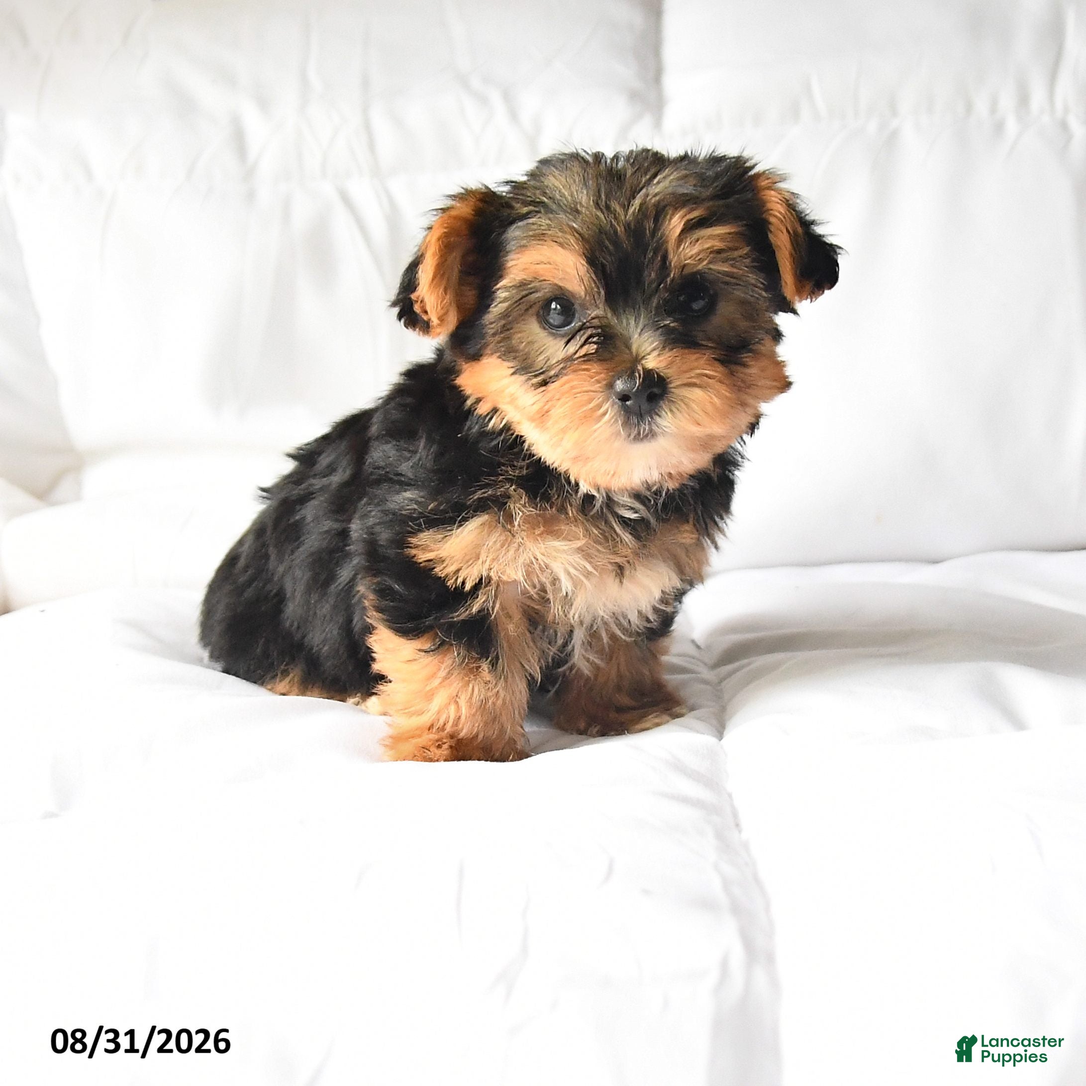 Yorkshire Terrier dogs Amy - Ad 1