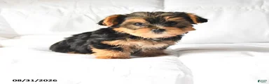 Amy