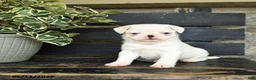 Pug dogs for sale: Flapjack - Ad 3