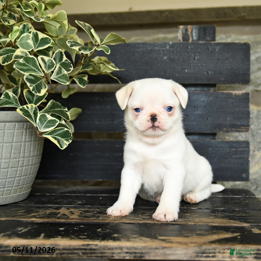 Pug dogs for sale: Flapjack - Ad 3