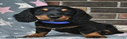 Miniature Dachshund dogs for sale: Fireworks - Ad 4
