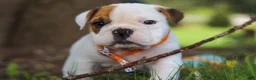 Beabull dogs for sale: Banjo - Ad 7