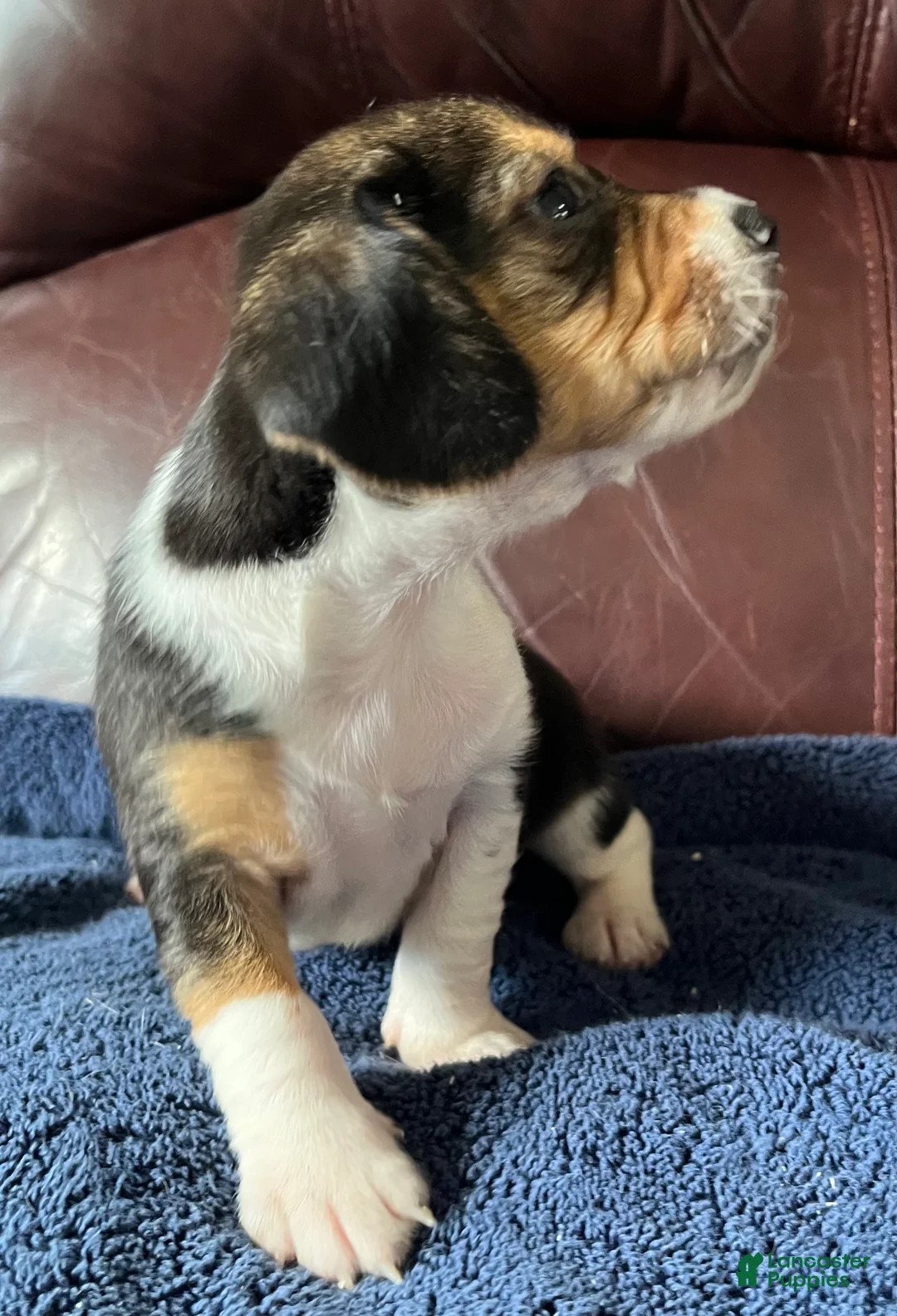 Beagle dogs for sale: Beagle 5 - Ad 1