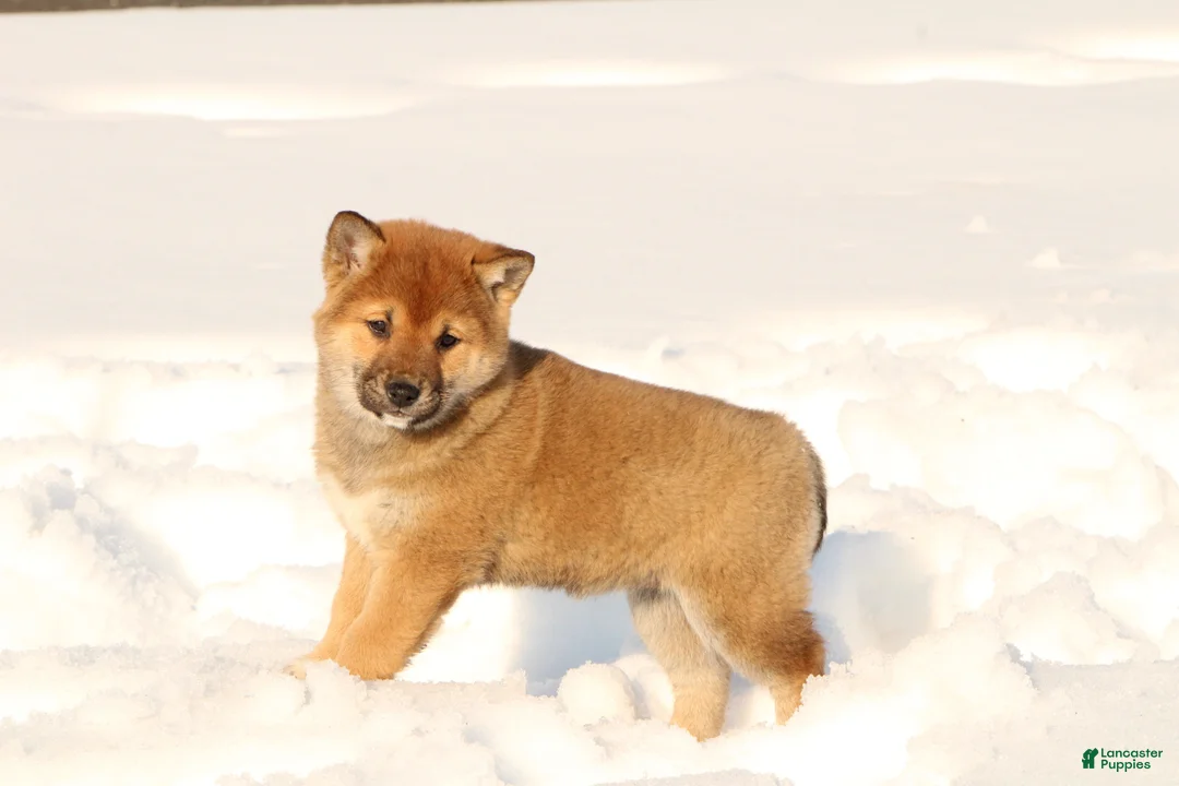 Shiba Inu dogs for sale: Abby - Ad 1