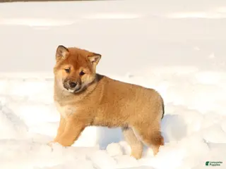 Shiba Inu dogs Ellie - Ad 40