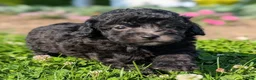 Toy Poodle dogs for sale: Black Tea - Ad 8