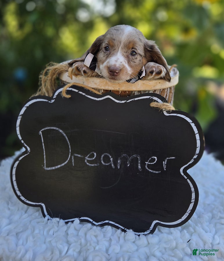 Miniature Dachshund dogs Dreamer - Ad 2