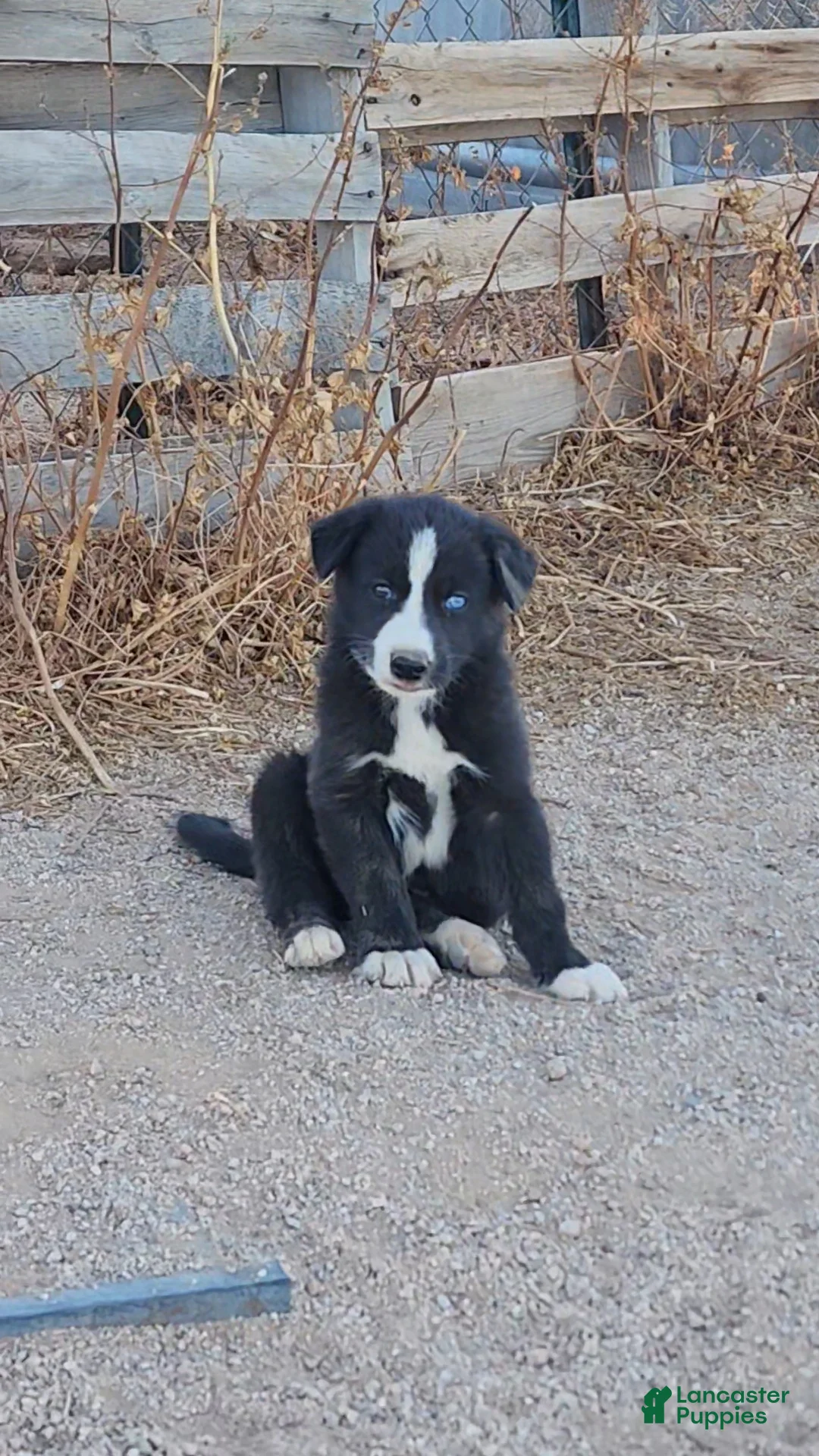 Mixed Breed dogs for sale: McNabsky F blu eye - Ad 2