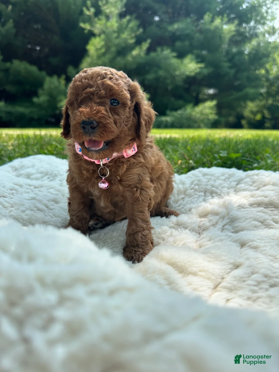 Miniature Poodle dogs for sale: Mercy - Ad 2