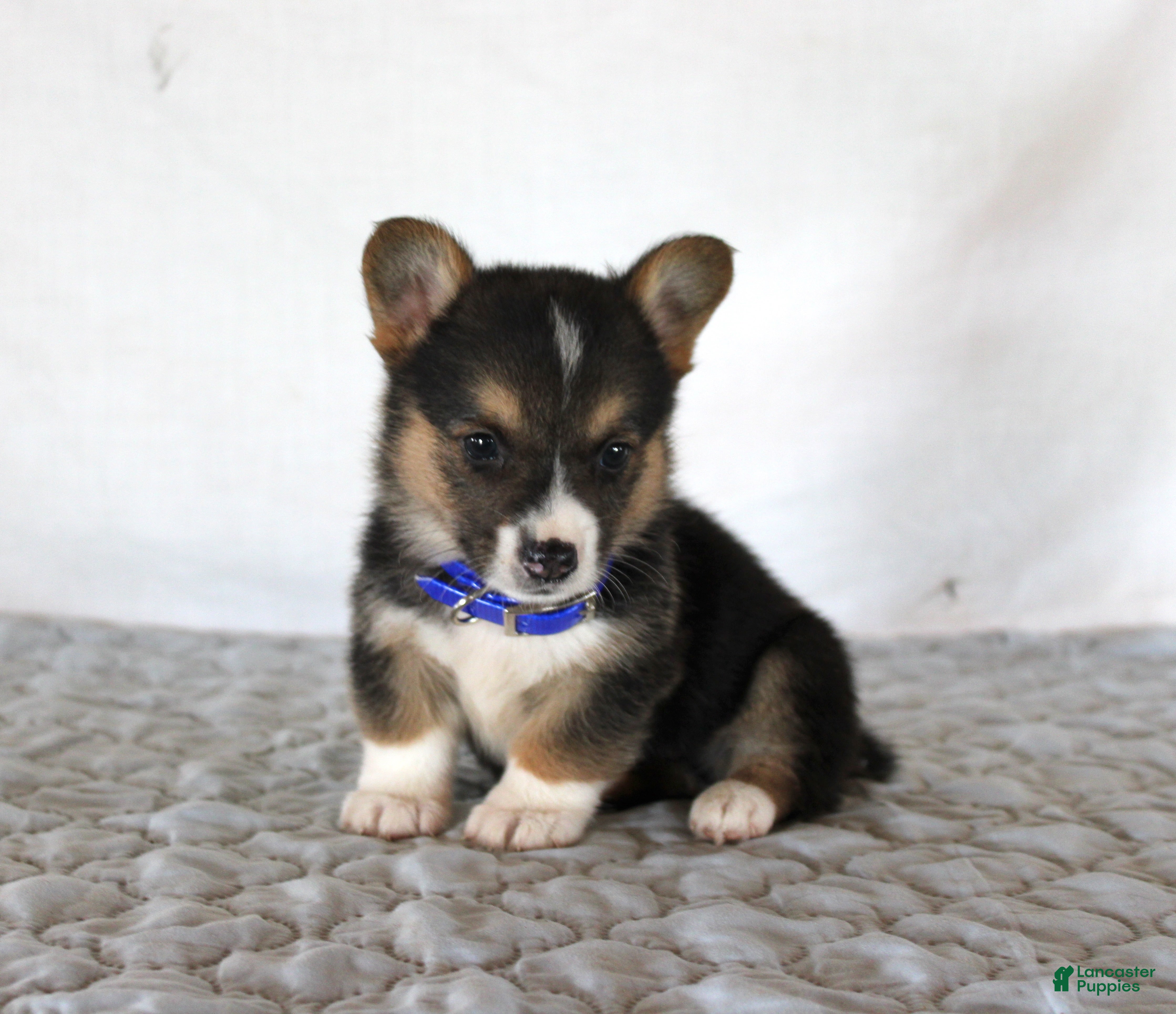 Welsh Corgi Pembroke dogs Hunter - Ad 15