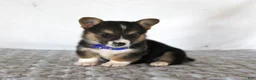 Welsh Corgi Pembroke dogs for sale: Hunter - Ad 1