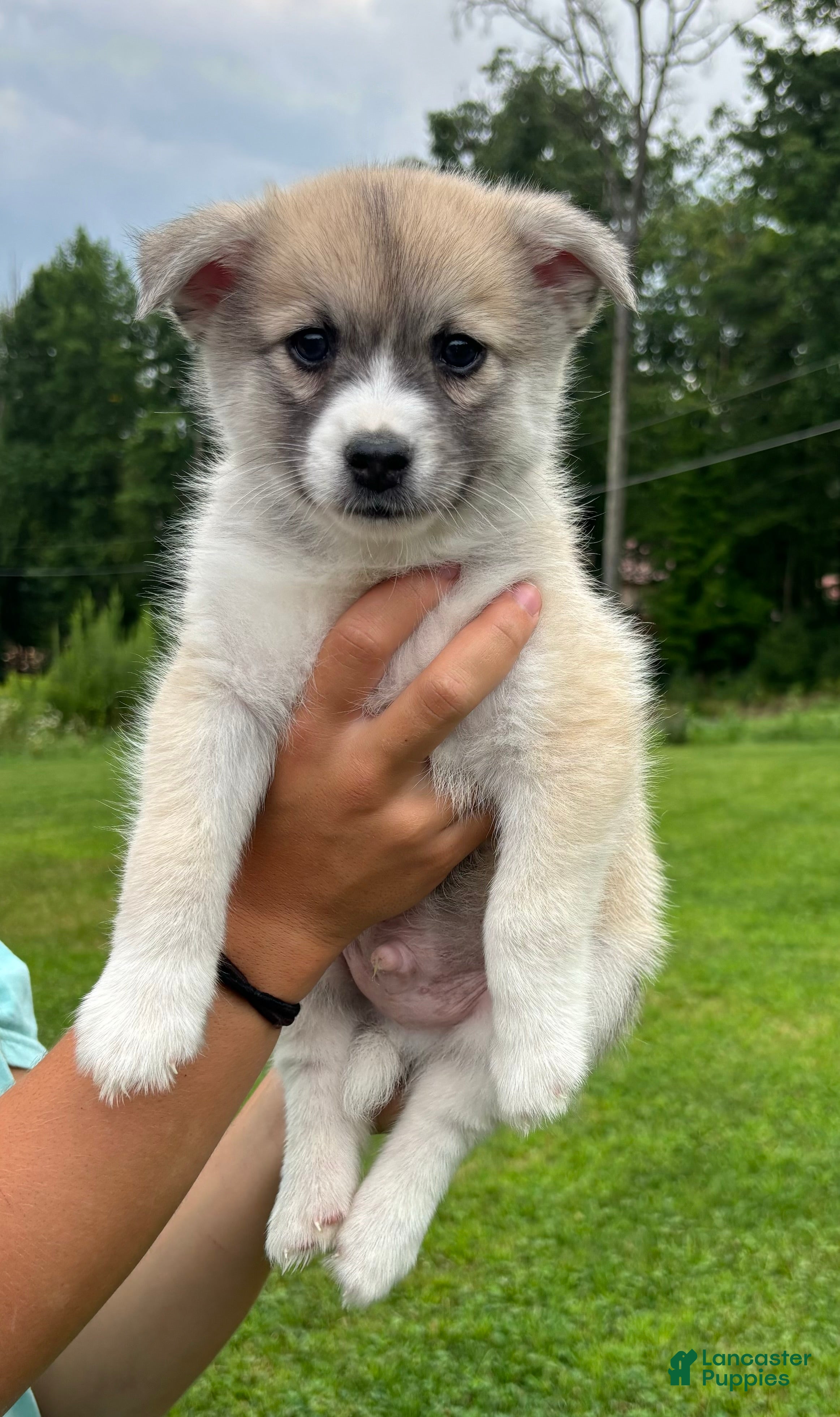 Pomsky dogs Pomsky 2 - Ad 1