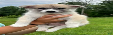 Pomsky 2