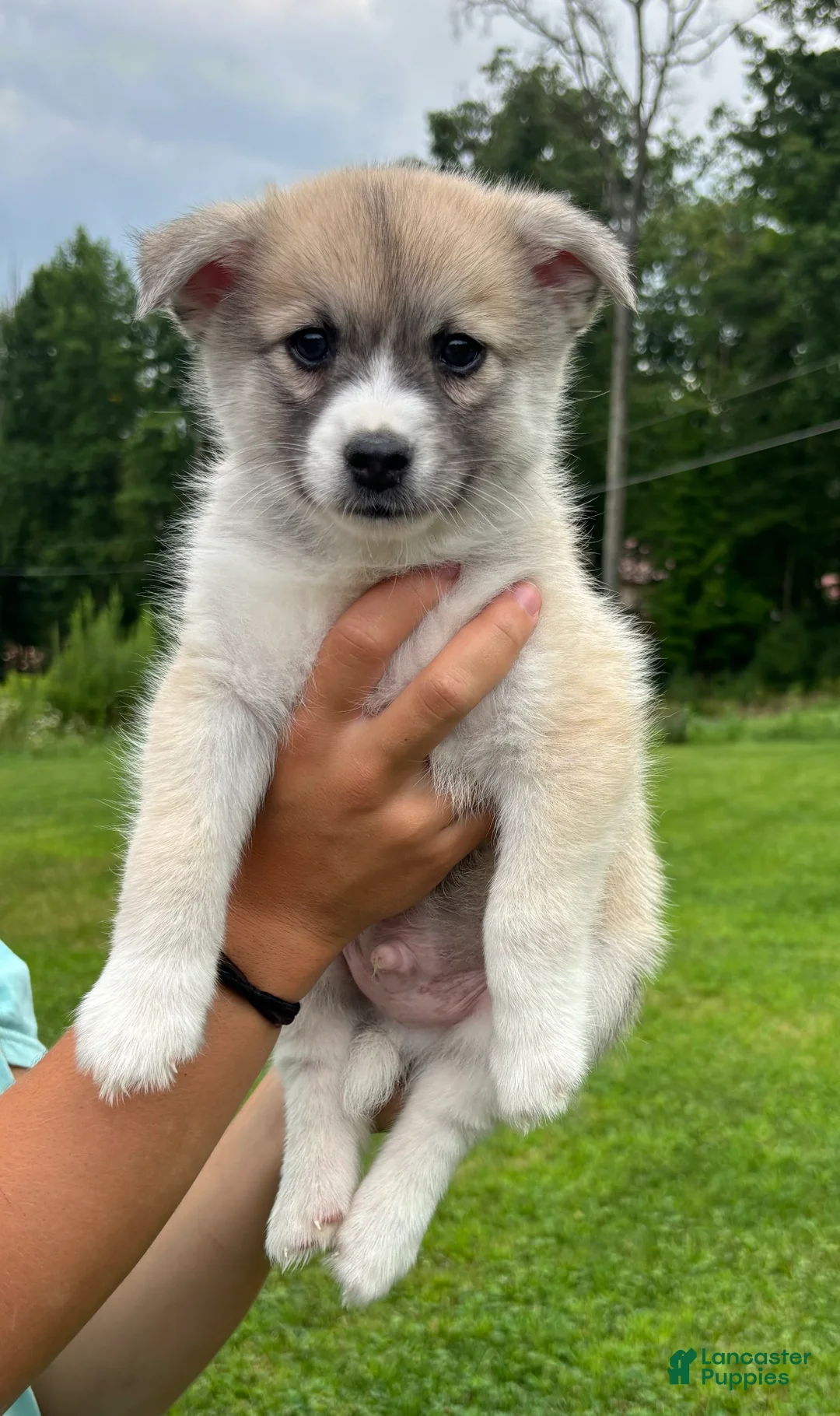 Pomsky dogs for sale: Pomsky 2 - Ad 1