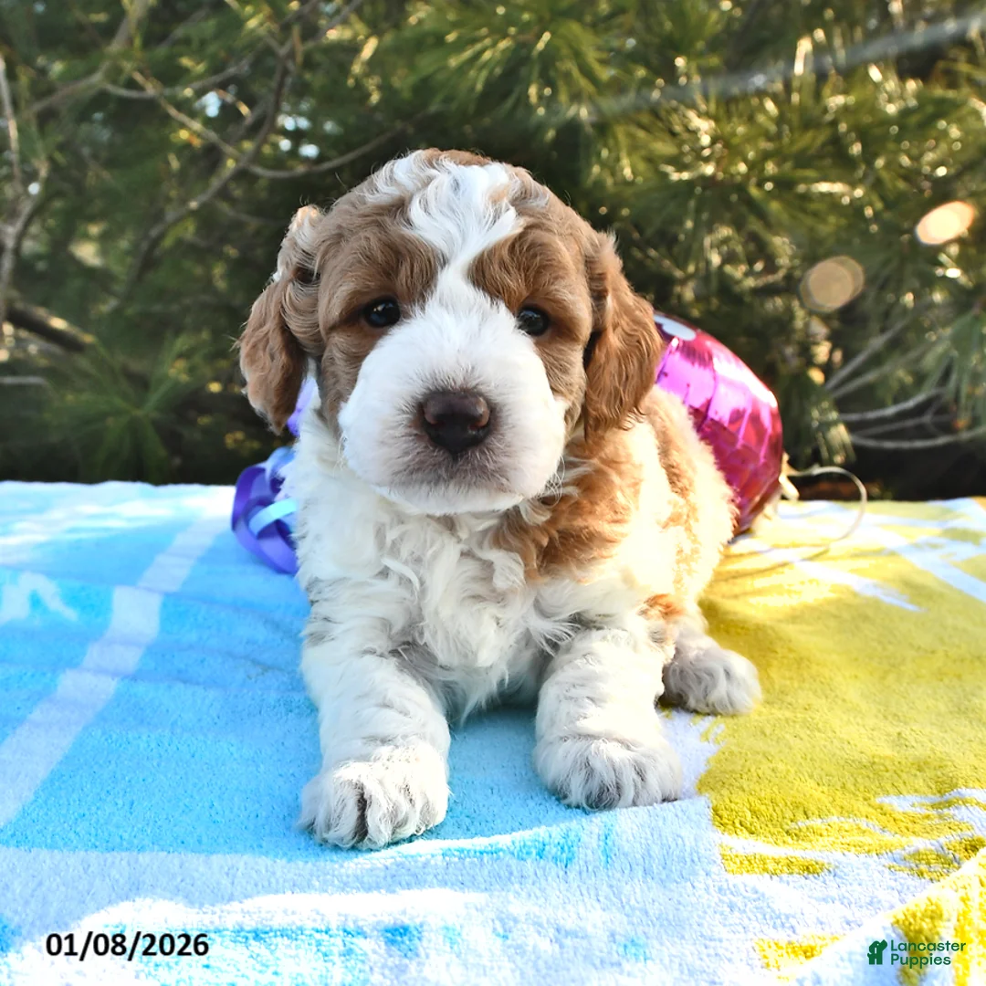 Mini Goldendoodle dogs for sale: Olivia - Ad 9