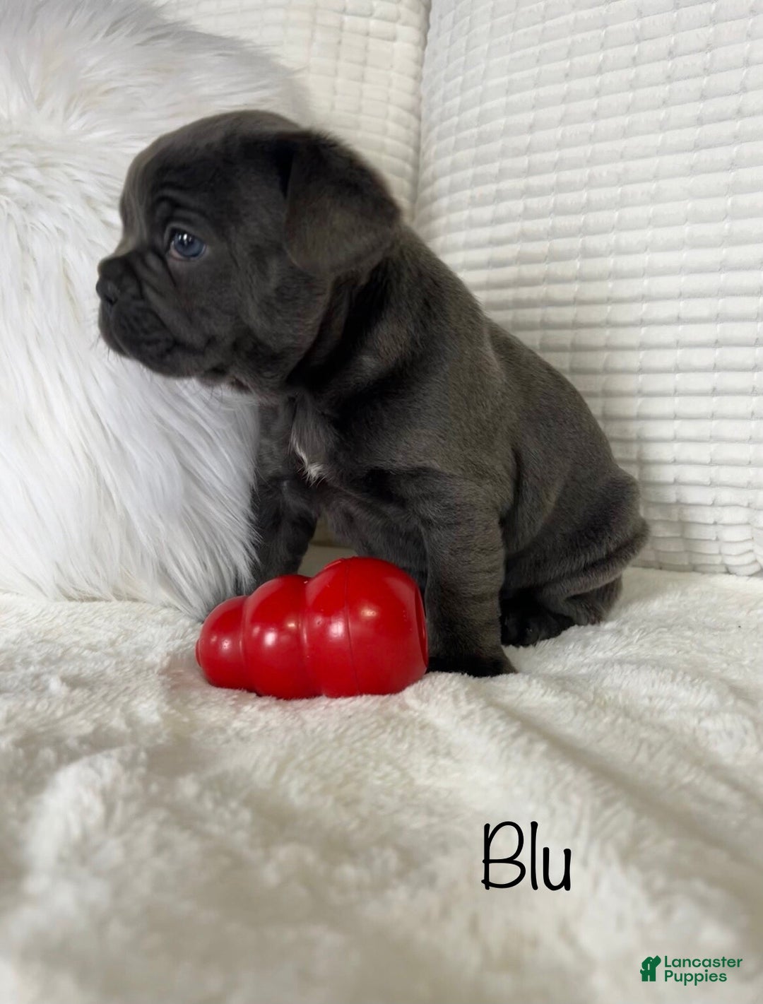 Mixed Breed dogs for sale: Blu - Ad 12