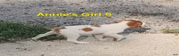 Brittany Spaniel dogs for sale: AKC/UKC French Brittany Annie's Girl 5 - Ad 4