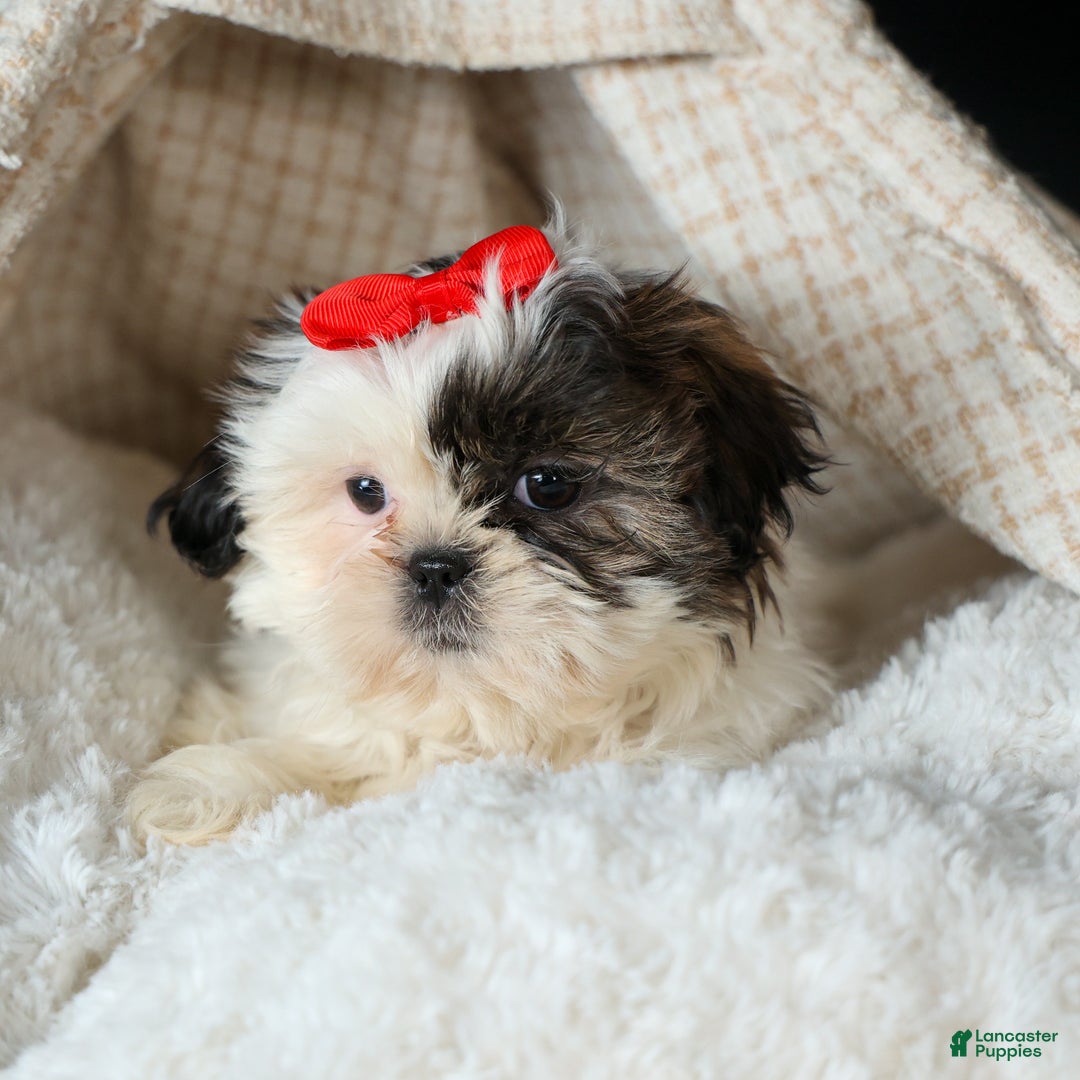 Shih Tzu dogs for sale: ROSIE - Ad 4