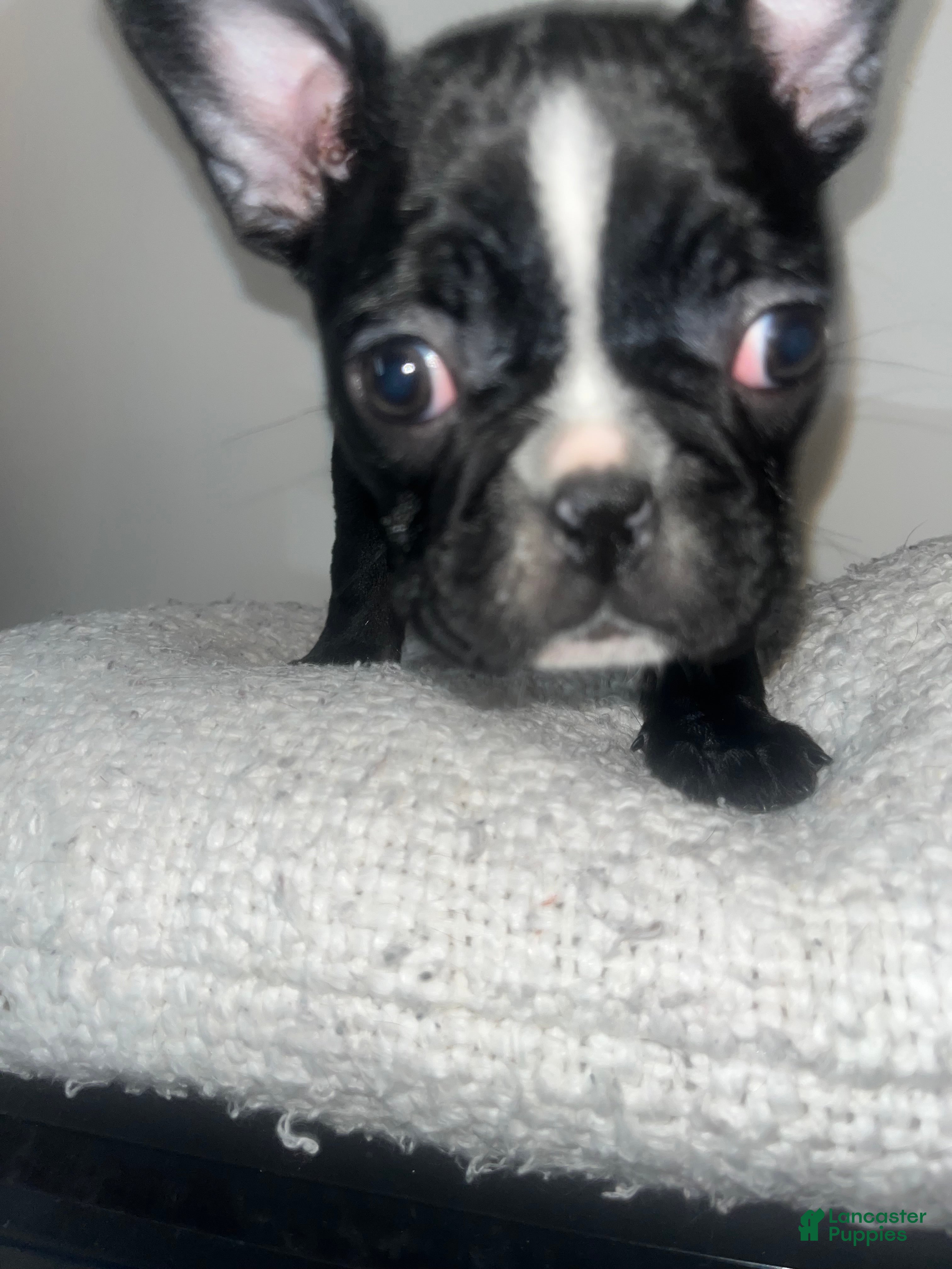 Frenchton dogs for sale: Storm  - Ad 3