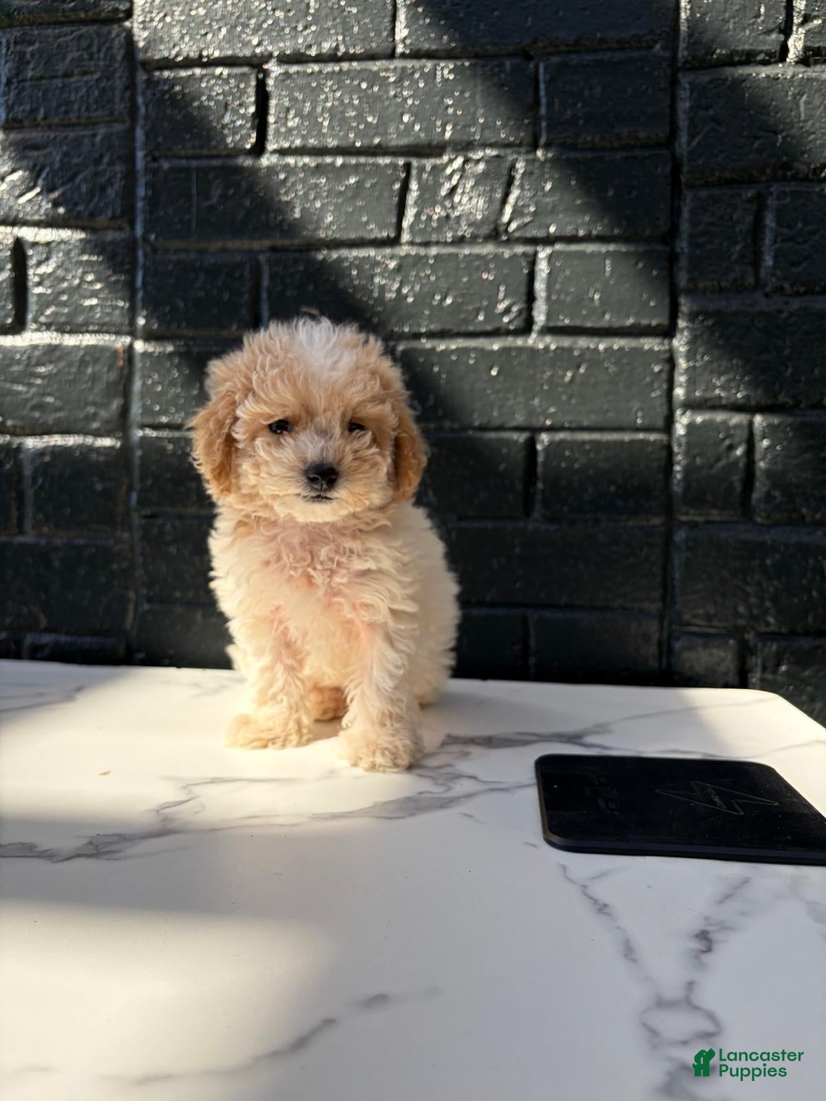 Maltipoo dogs for sale: 🤍🎀Colette🤍🎀 - Ad 2
