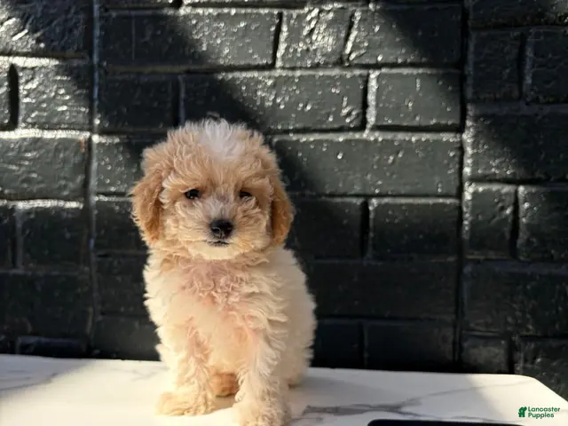 Maltipoo dogs for sale: 🤍🎀Colette🤍🎀 - Ad 2
