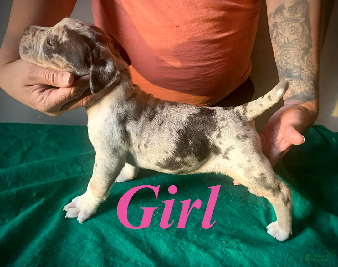 American Bully dogs for sale: American Bully Puppy 3 - Ad 1