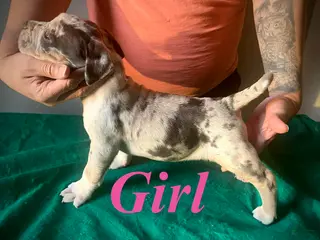 American Bully dogs American Bully Puppy 3 - Ad 40