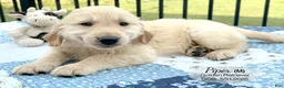 Golden Retriever dogs for sale: Prince - Ad 3
