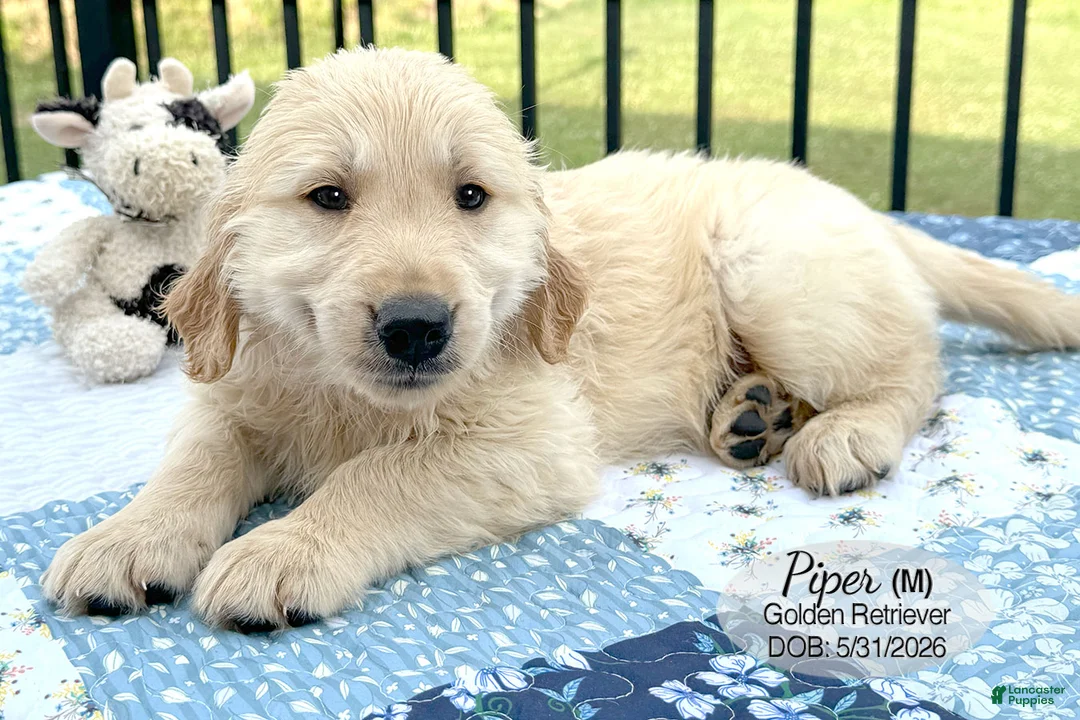 Golden Retriever dogs for sale: Prince - Ad 3