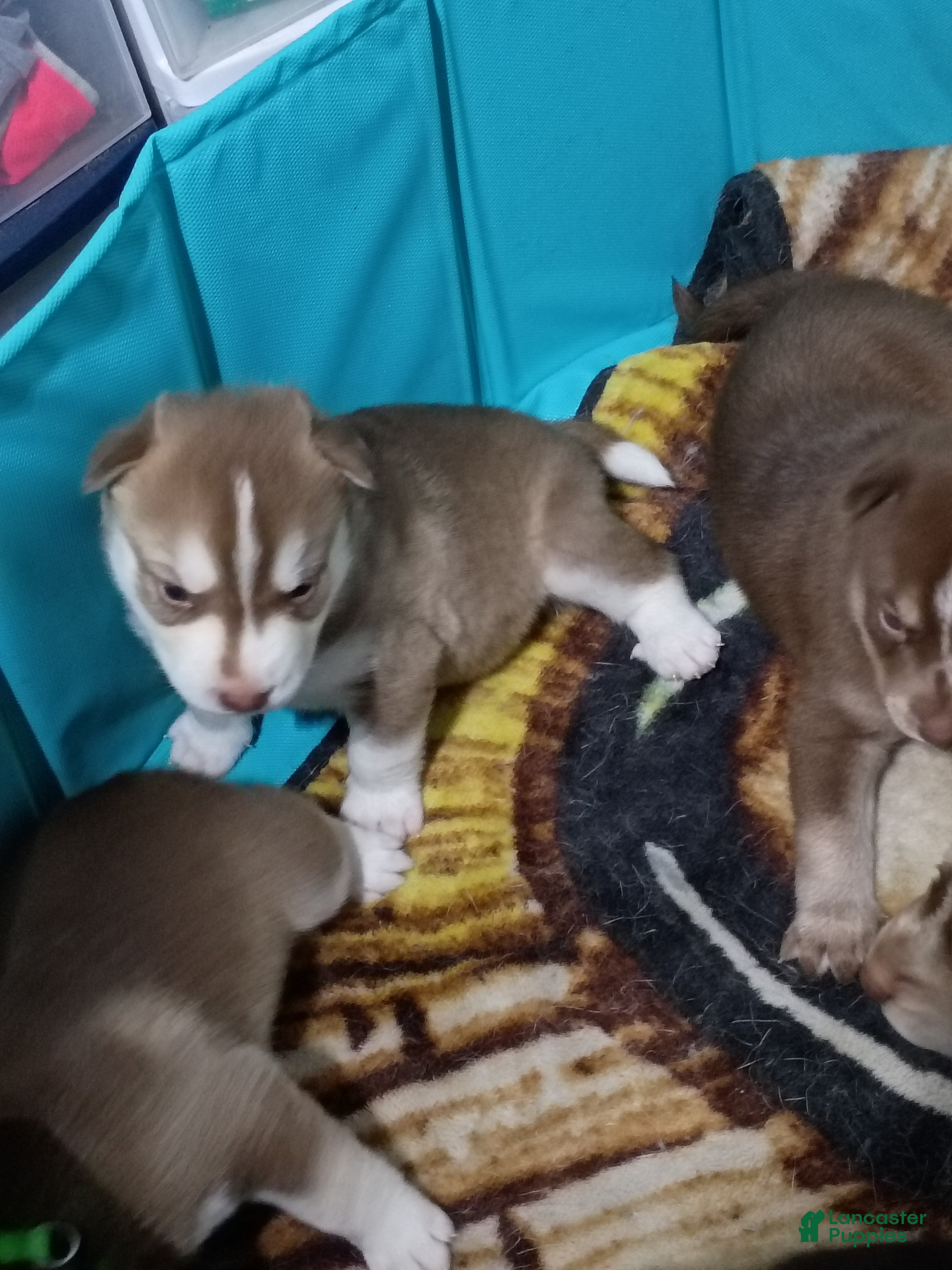Siberian Husky dogs Orange Collar 5th Born - Temp Name is Tangerine - Ad 24