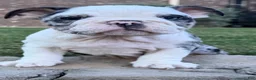 English Bulldog dogs for sale: Yoshi  - Ad 3