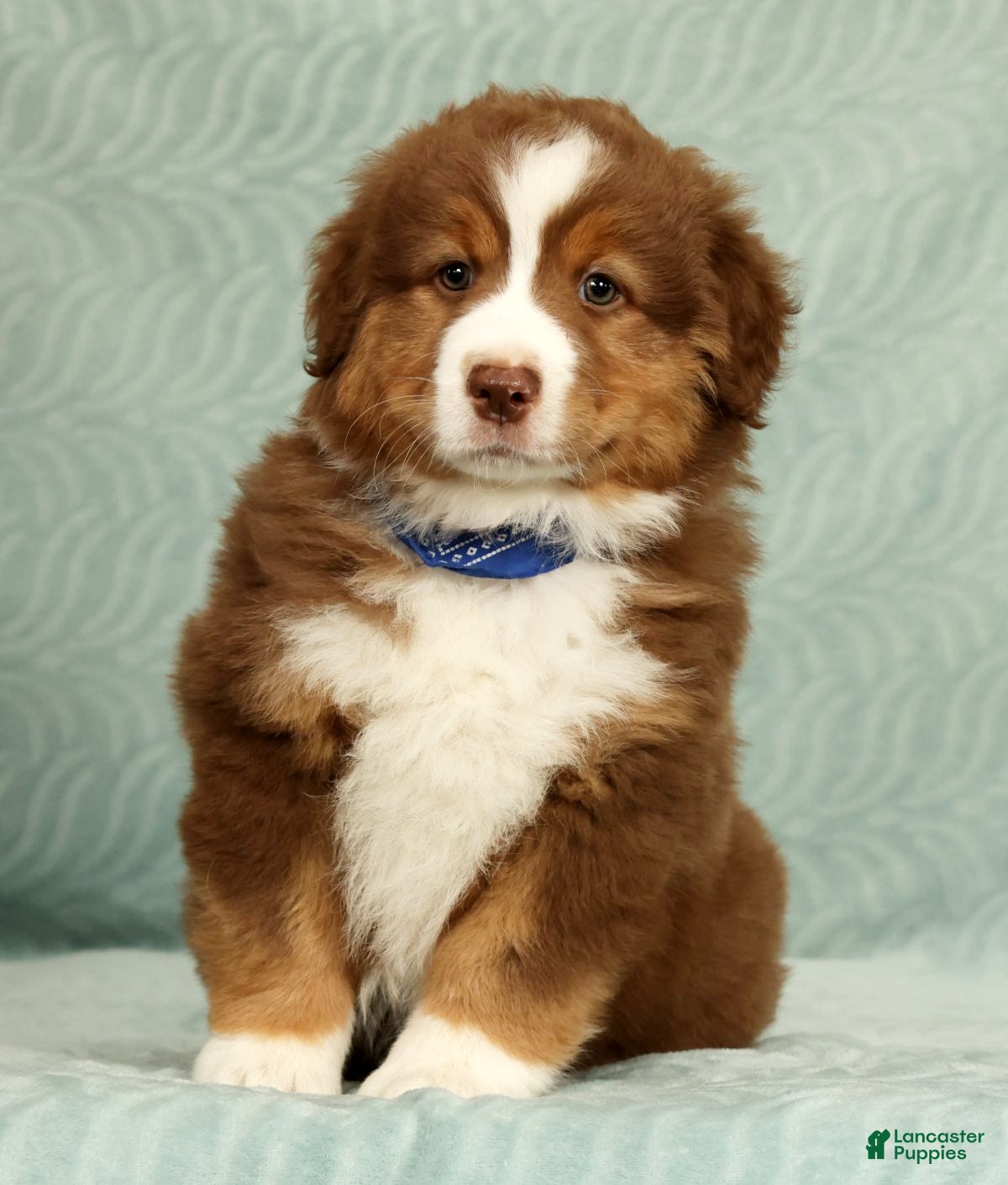 Australian Shepherd dogs for sale: Ranger - Ad 3