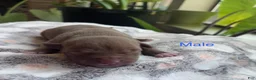 American Bully dogs for sale: American Bully 5 - Ad 4