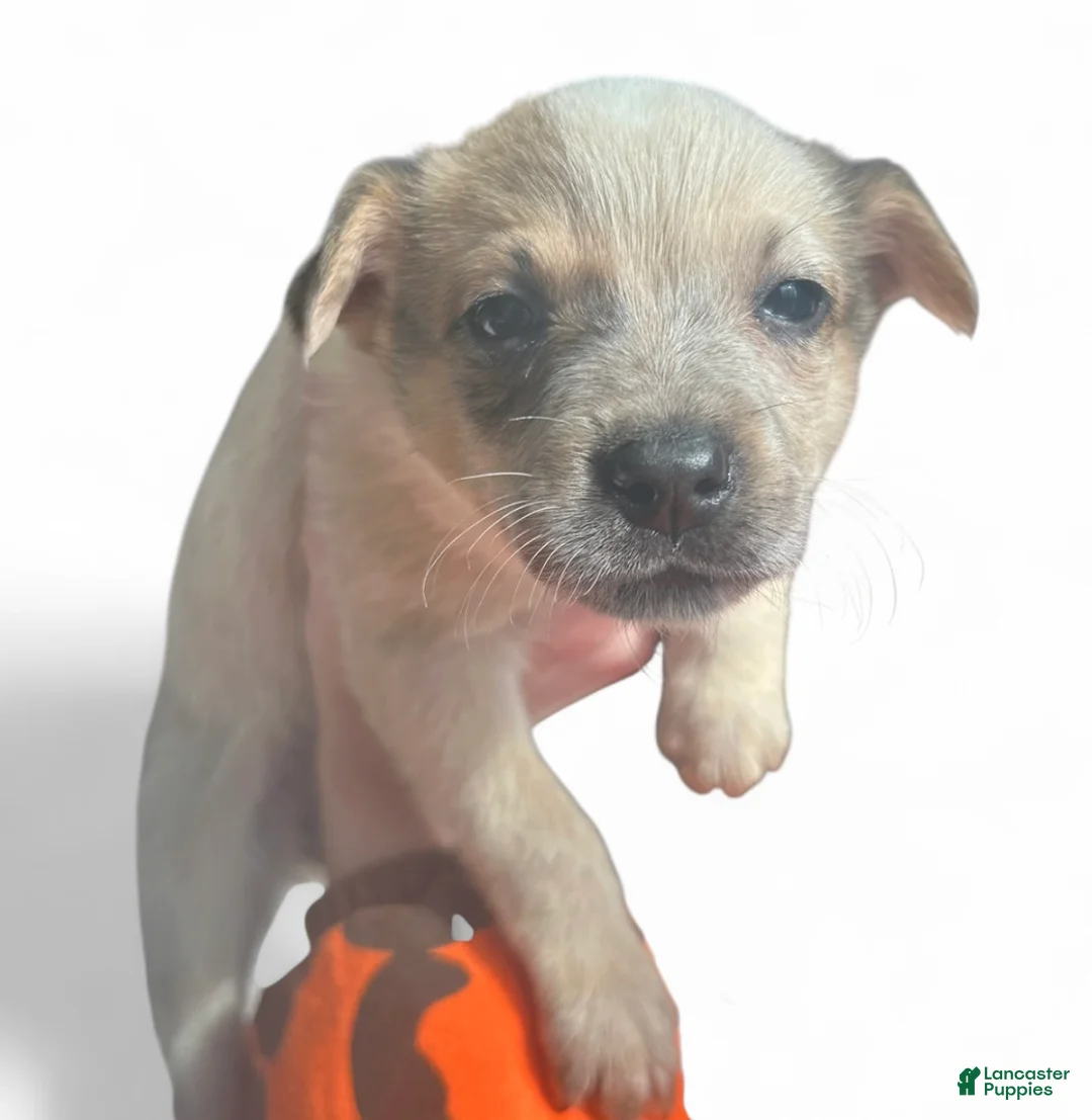Australian Cattle Dog dogs for sale: Australian Cattle Dog Puppy 4 - Ad 1