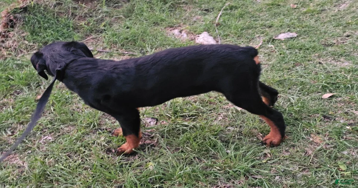 Rottweiler Puppy 5 Rottweiler for sale in Dallas | Lancaster Puppies
