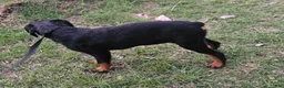 Rottweiler dogs for sale: Rottweiler Puppy 5 - Ad 1
