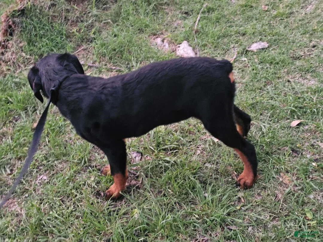 Rottweiler dogs for sale: Rottweiler Puppy 5 - Ad 1