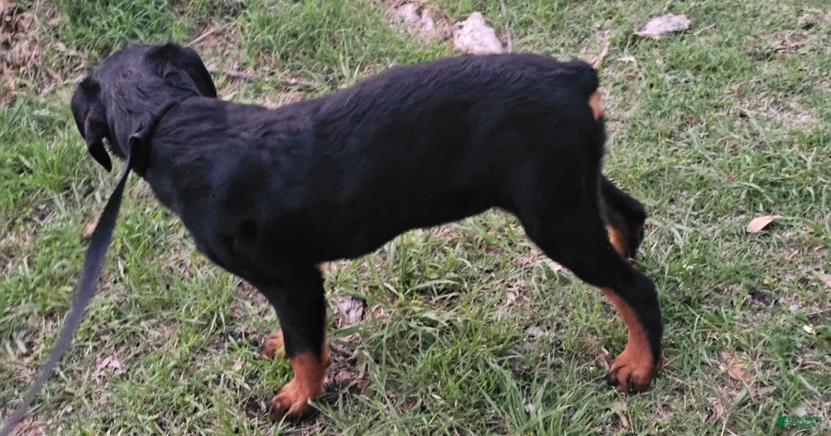 Rottweiler Puppy 5 Rottweiler for sale in Dallas | Lancaster Puppies