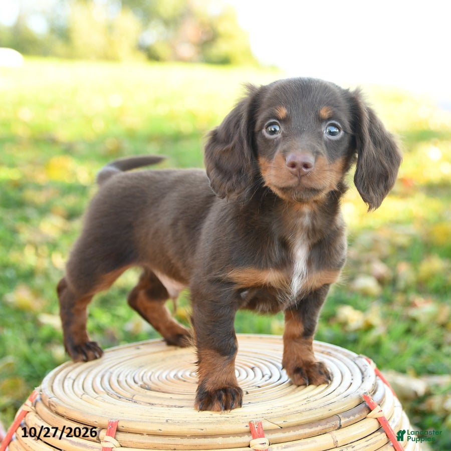 Miniature Dachshund dogs for sale: Cider - Ad 2