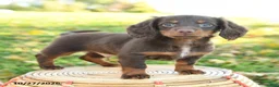 Miniature Dachshund dogs for sale: Cider - Ad 2