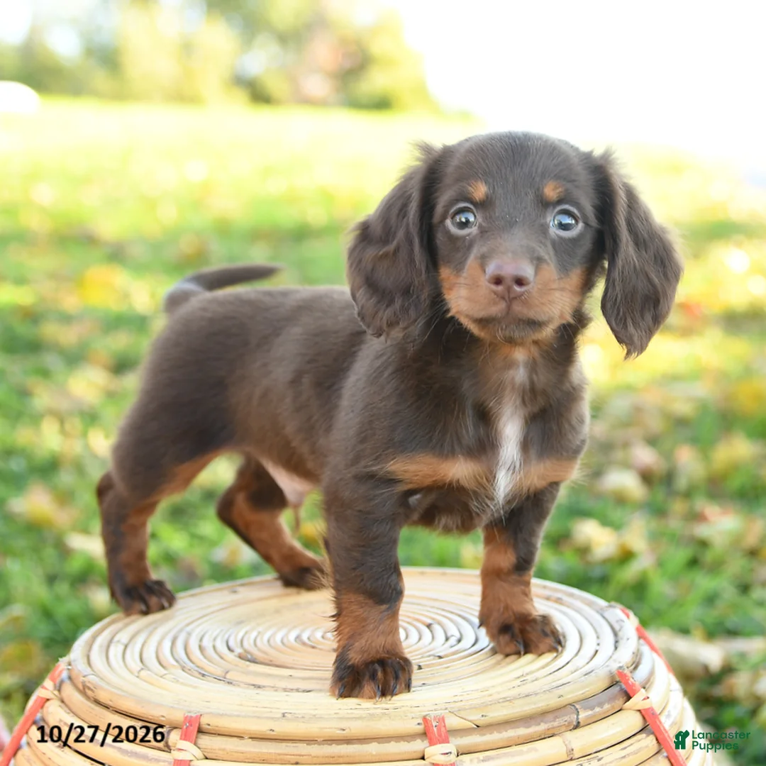 Miniature Dachshund dogs for sale: Cider - Ad 2